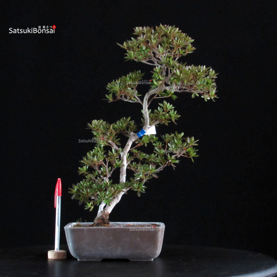 6371_1-Rhododendron Indicum satsuki Chinzan Azalea Satsuki CHINZAN - immagine 1