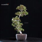 Azalea Satsuki CHINZAN - immagine 3