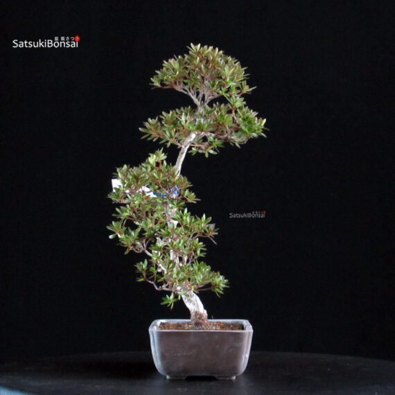 Azalea Satsuki CHINZAN - immagine 3