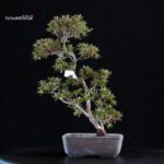 Azalea Satsuki CHINZAN - immagine 5