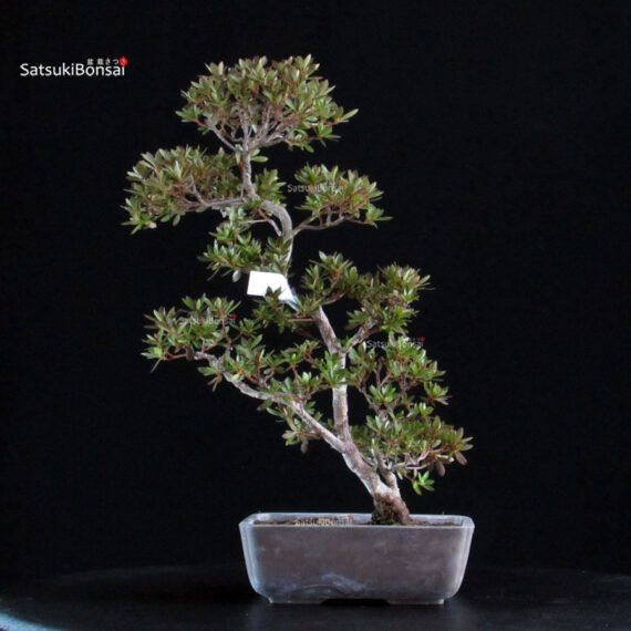 Azalea Satsuki CHINZAN - immagine 5