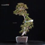 Azalea Satsuki CHINZAN - immagine 4