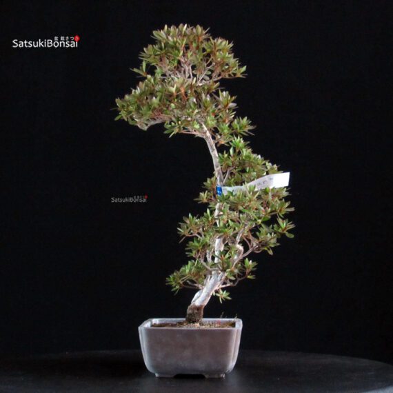 Azalea Satsuki CHINZAN - immagine 4