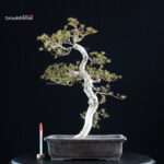 Azalea Satsuki KINSAI