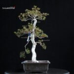 Azalea Satsuki KINSAI - immagine 3