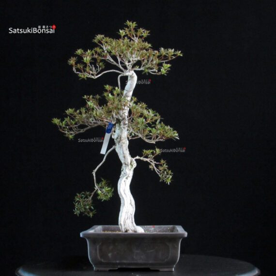 Azalea Satsuki KINSAI - immagine 3