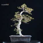 Azalea Satsuki KINSAI - immagine 4