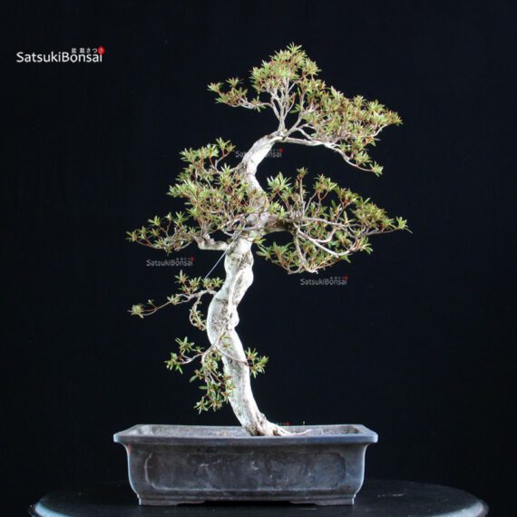 Azalea Satsuki KINSAI - immagine 4