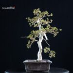 Azalea Satsuki KINSAI - immagine 5