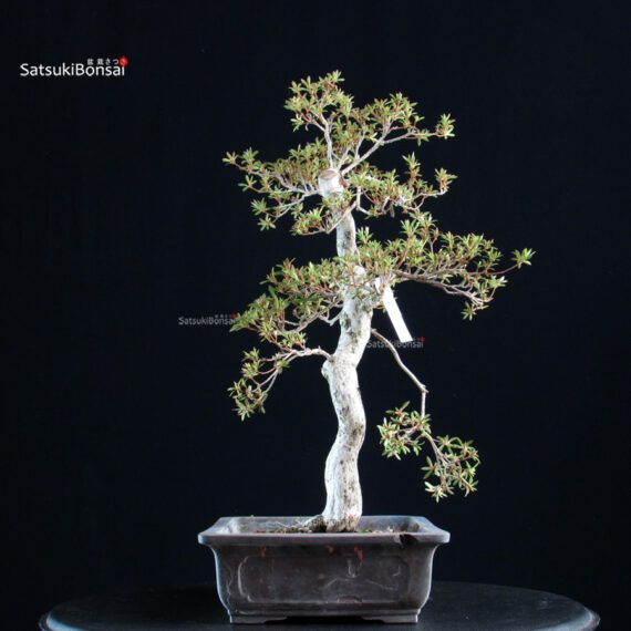 Azalea Satsuki KINSAI - immagine 5