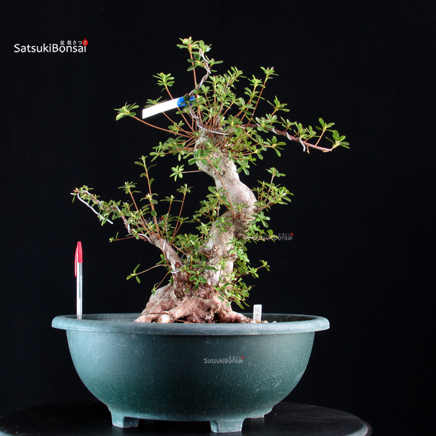 6373_1-Rhododendron Indicum satsuki Asahinoizumi Azalea Satsuki ASHAI NO IZUMI - immagine 1