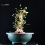 Azalea Satsuki ASHAI NO IZUMI - immagine 3