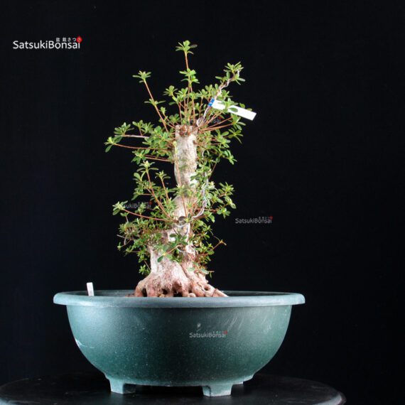 Azalea Satsuki ASHAI NO IZUMI - immagine 3