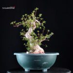 Azalea Satsuki ASHAI NO IZUMI - immagine 4