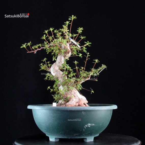 Azalea Satsuki ASHAI NO IZUMI - immagine 4