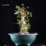 Azalea Satsuki ASHAI NO IZUMI - immagine 5