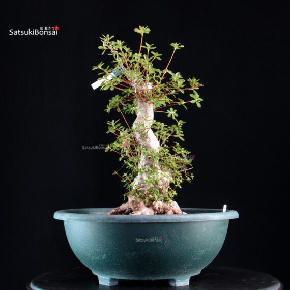 Azalea Satsuki ASHAI NO IZUMI - immagine 5