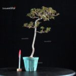 Azalea Satsuki HOSHI-NO-KAGAYAKI