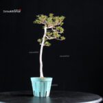 Azalea Satsuki HOSHI-NO-KAGAYAKI - immagine 3