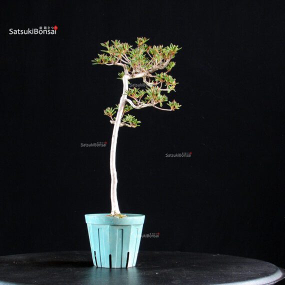 Azalea Satsuki HOSHI-NO-KAGAYAKI - immagine 3