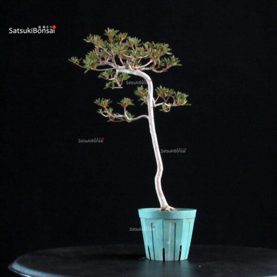 Azalea Satsuki HOSHI-NO-KAGAYAKI - immagine 4