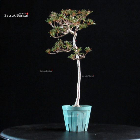 Azalea Satsuki HOSHI-NO-KAGAYAKI - immagine 5