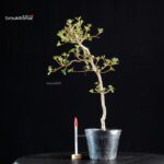 Azalea Satsuki KOMURASAKI