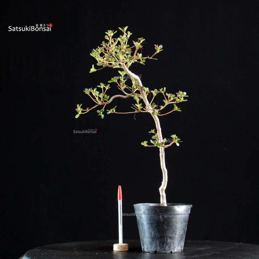 6377_1-Rhododendron Indicum satsuki Komurasaki Azalea Satsuki KOMURASAKI - immagine 1