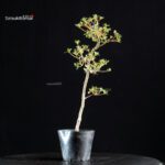 Azalea Satsuki KOMURASAKI - immagine 2