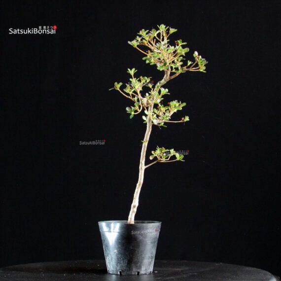 Azalea Satsuki KOMURASAKI - immagine 2