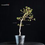 Azalea Satsuki KOMURASAKI - immagine 3