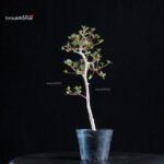 Azalea Satsuki KOMURASAKI - immagine 4