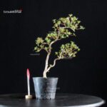 Azalea Satsuki KOMURASAKI