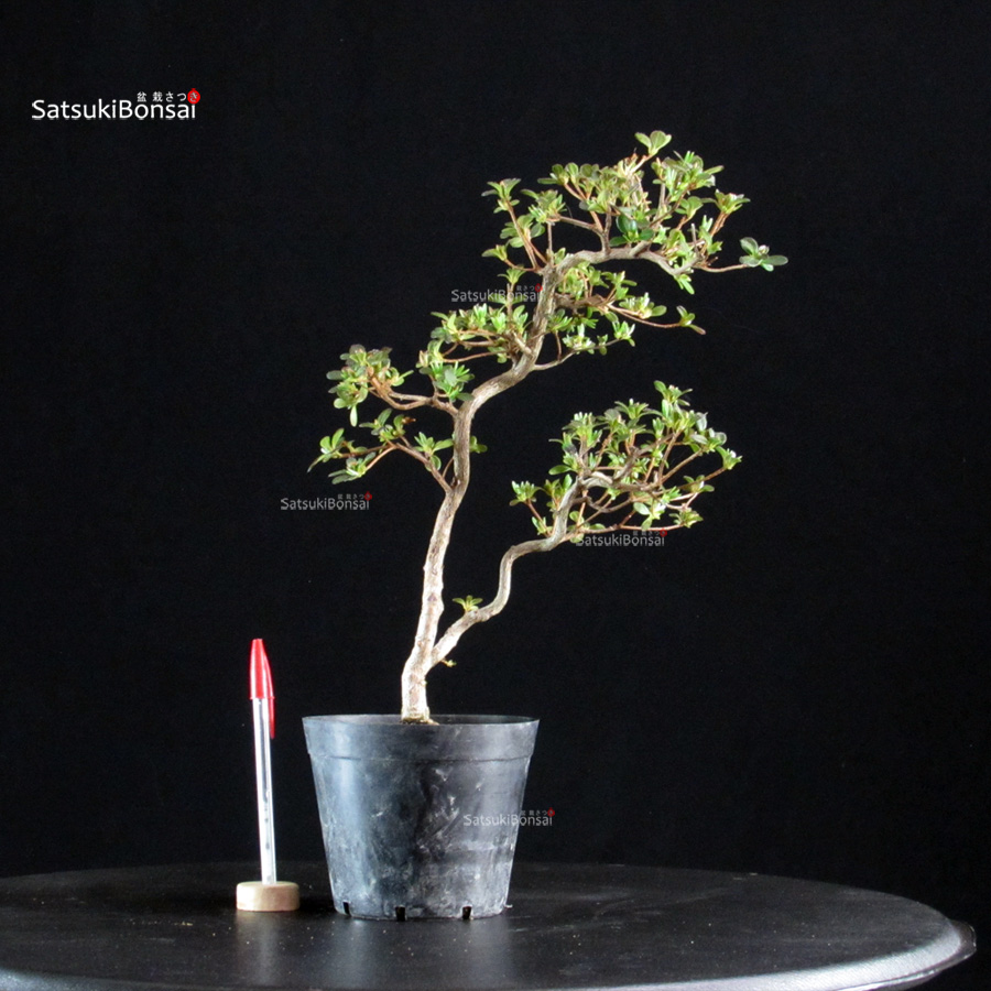 6378_1-Rhododendron Indicum satsuki Komurasaki Azalea Satsuki KOMURASAKI - immagine 1