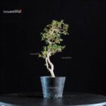 Azalea Satsuki KOMURASAKI - immagine 2