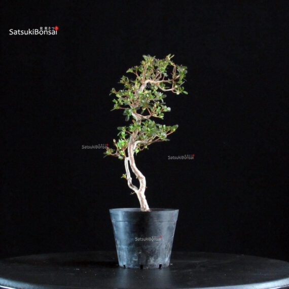 Azalea Satsuki KOMURASAKI - immagine 2