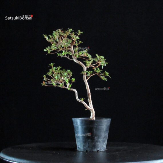 Azalea Satsuki KOMURASAKI - immagine 3