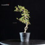 Azalea Satsuki KOMURASAKI - immagine 4