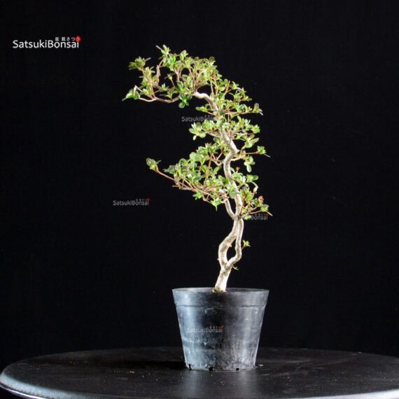 Azalea Satsuki KOMURASAKI - immagine 4