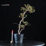 Azalea Satsuki KOMURASAKI