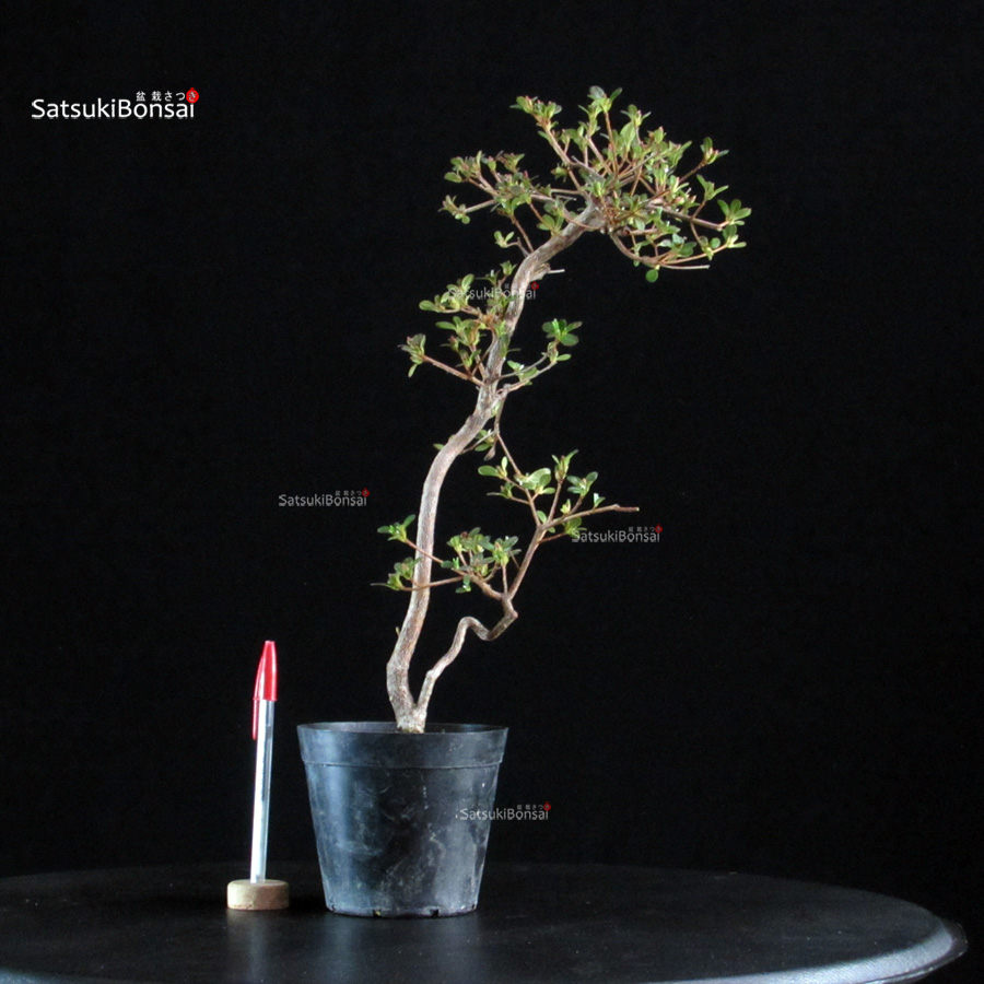 6379_1-Rhododendron Indicum satsuki Komurasaki Azalea Satsuki KOMURASAKI - immagine 1