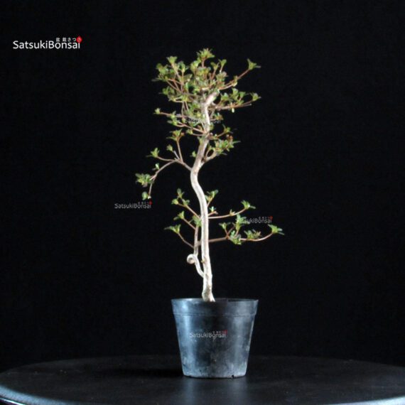 Azalea Satsuki KOMURASAKI - immagine 2