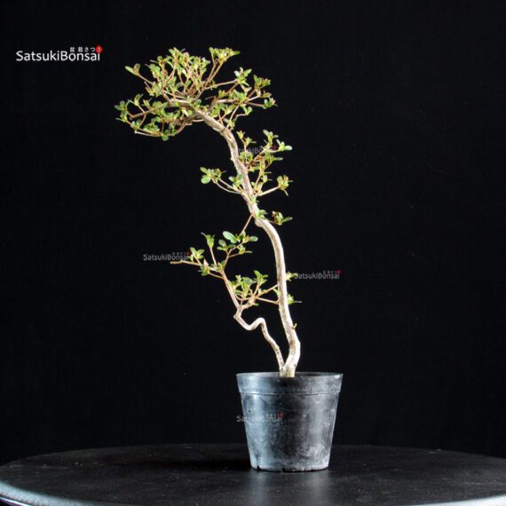 Azalea Satsuki KOMURASAKI - immagine 3