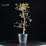 Azalea Satsuki KOMURASAKI - immagine 4