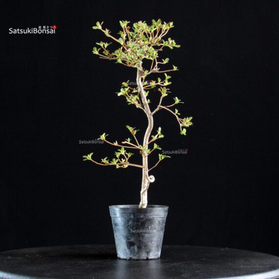 Azalea Satsuki KOMURASAKI - immagine 4