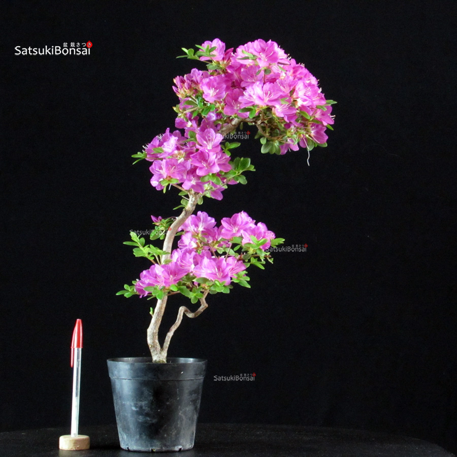 6379_5-Satsuki Komurasaki Azalea Satsuki KOMURASAKI - immagine 1