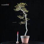 Azalea Satsuki KAKUO