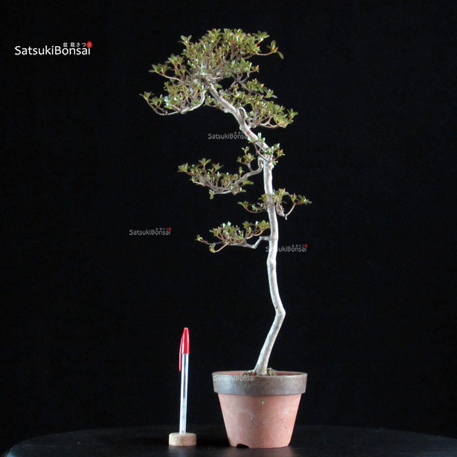 6381_1-Rhododendron Indicum satsuki Kakuo Azalea Satsuki KAKUO - immagine 1