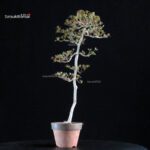 Azalea Satsuki KAKUO - immagine 3