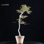 Azalea Satsuki KAKUO - immagine 4